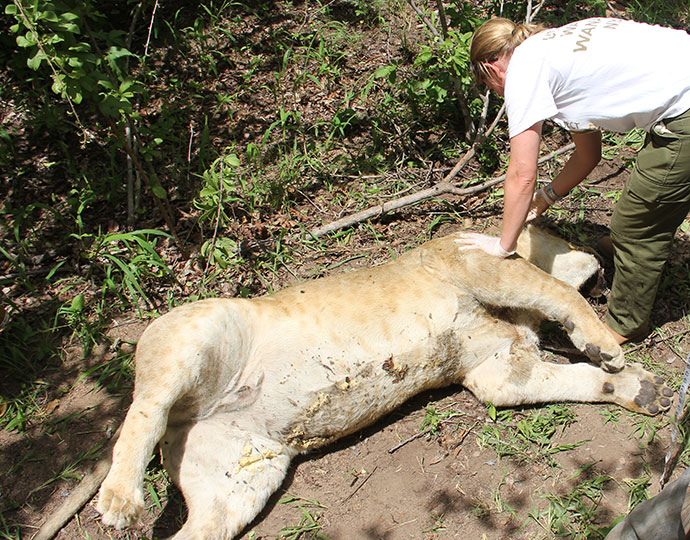 Ruaha-Carnivore-Project-Dead-Lion